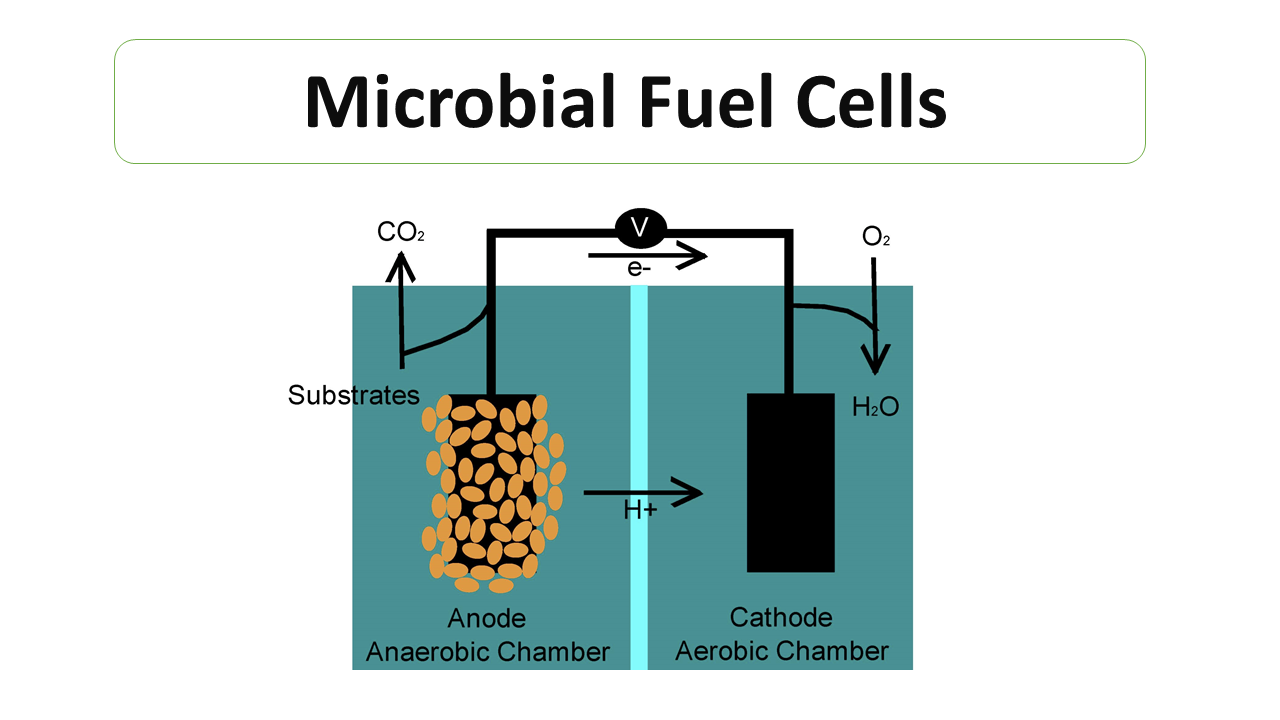 You are currently viewing Microbial Fuel Cells: An Approach to Green Era